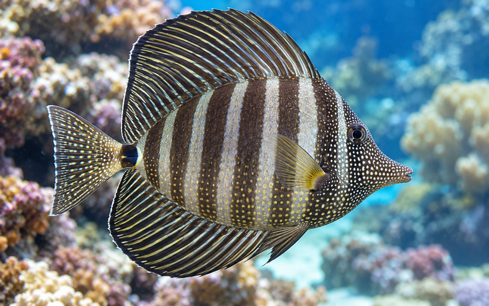 Desjardini Tang (Zebrasoma desjardinii)