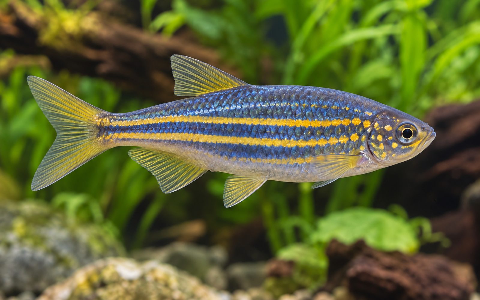 Dev Danio (Devario aequipinnatus)