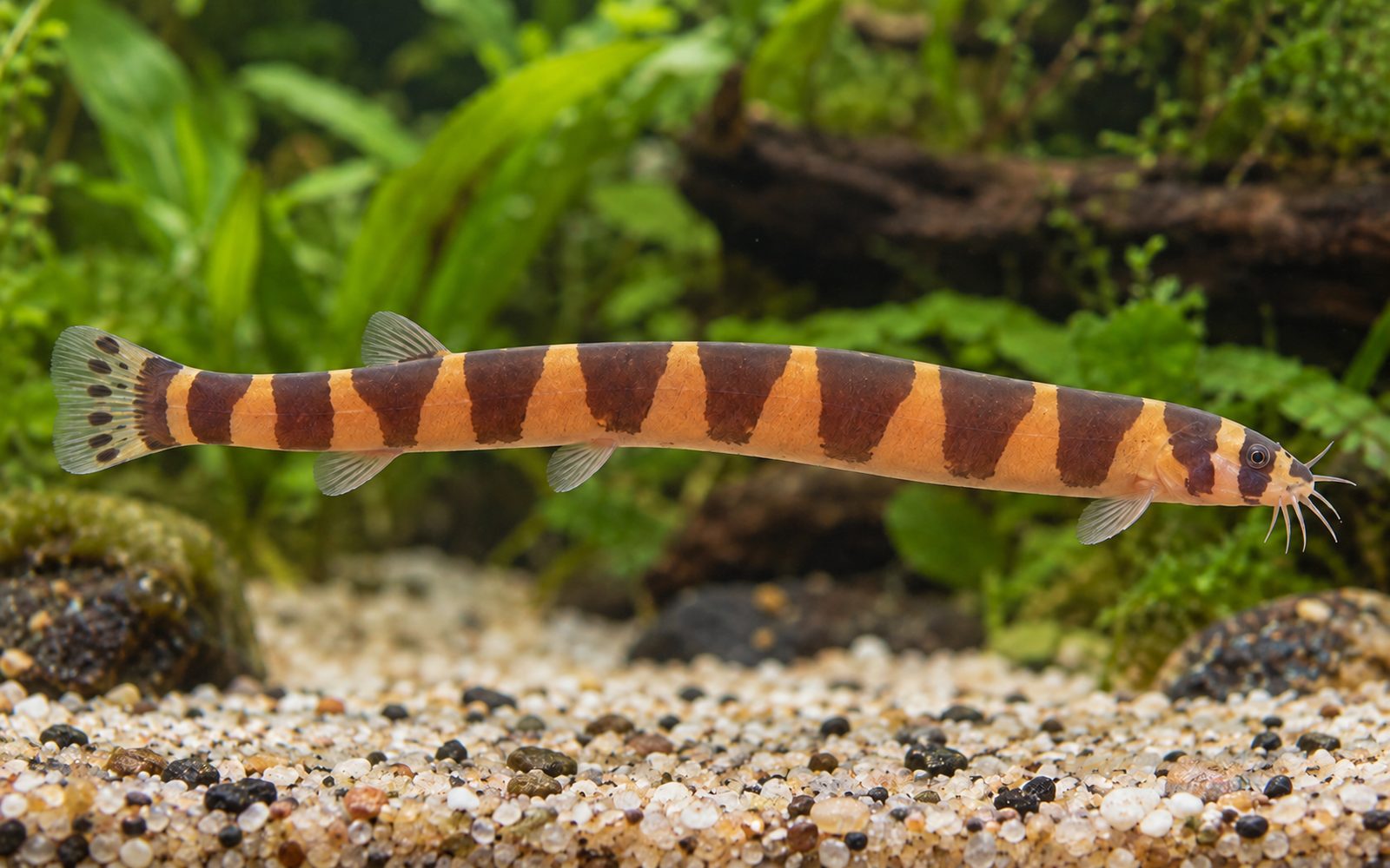 Dev Kuhli (Pangio myersi)