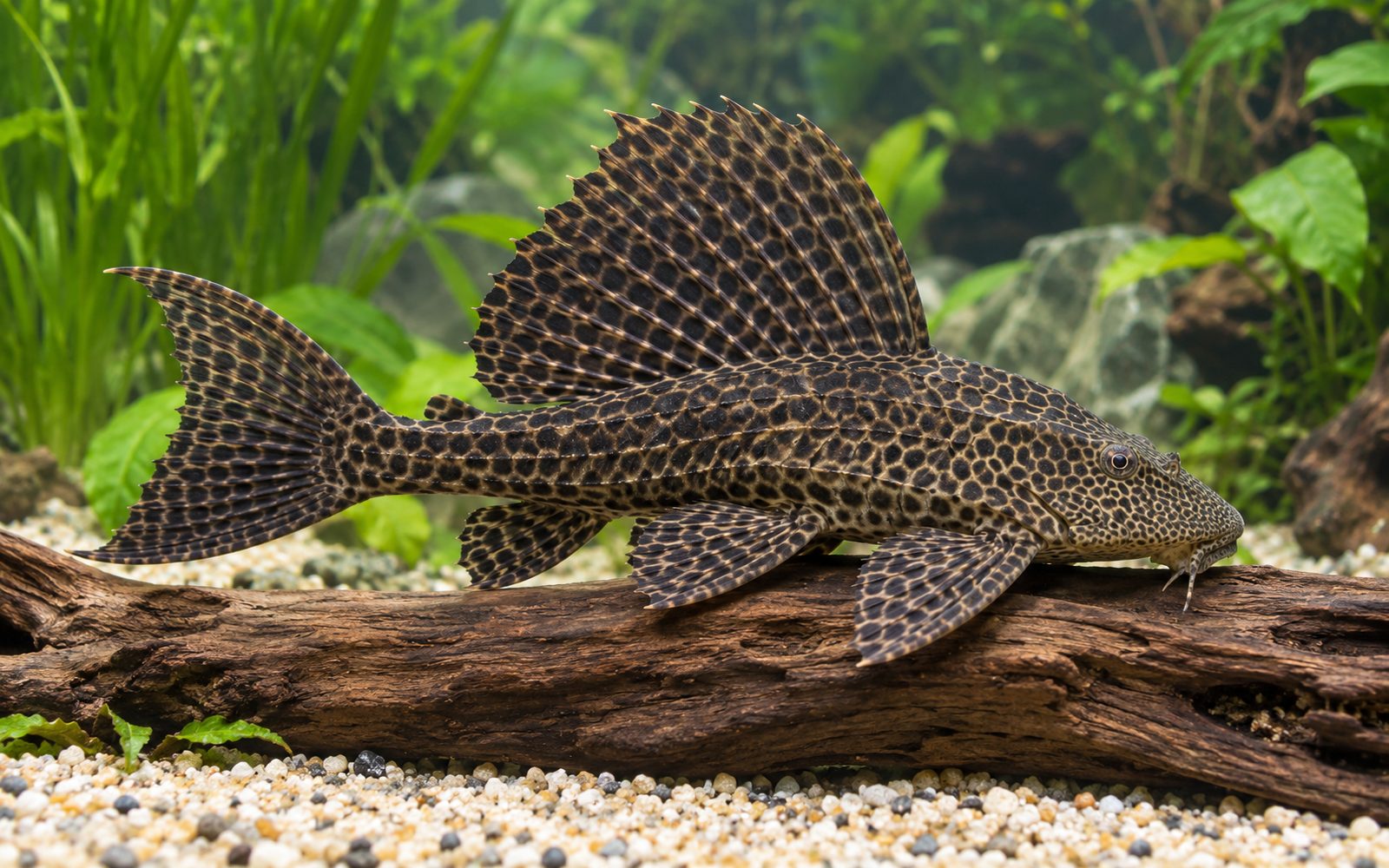 Dev Pleko (Pterygoplichthys pardalis)