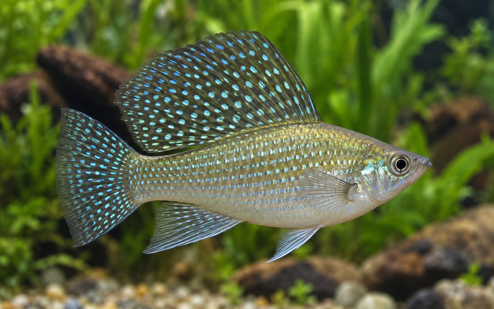 Dev Yelken Molly (Poecilia velifera)