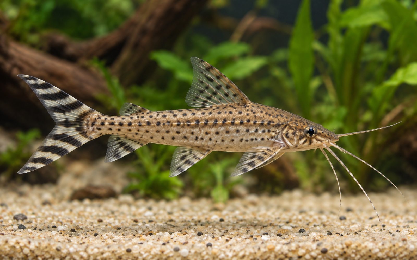 Dianema Urostriatum (Dianema urostriatum)