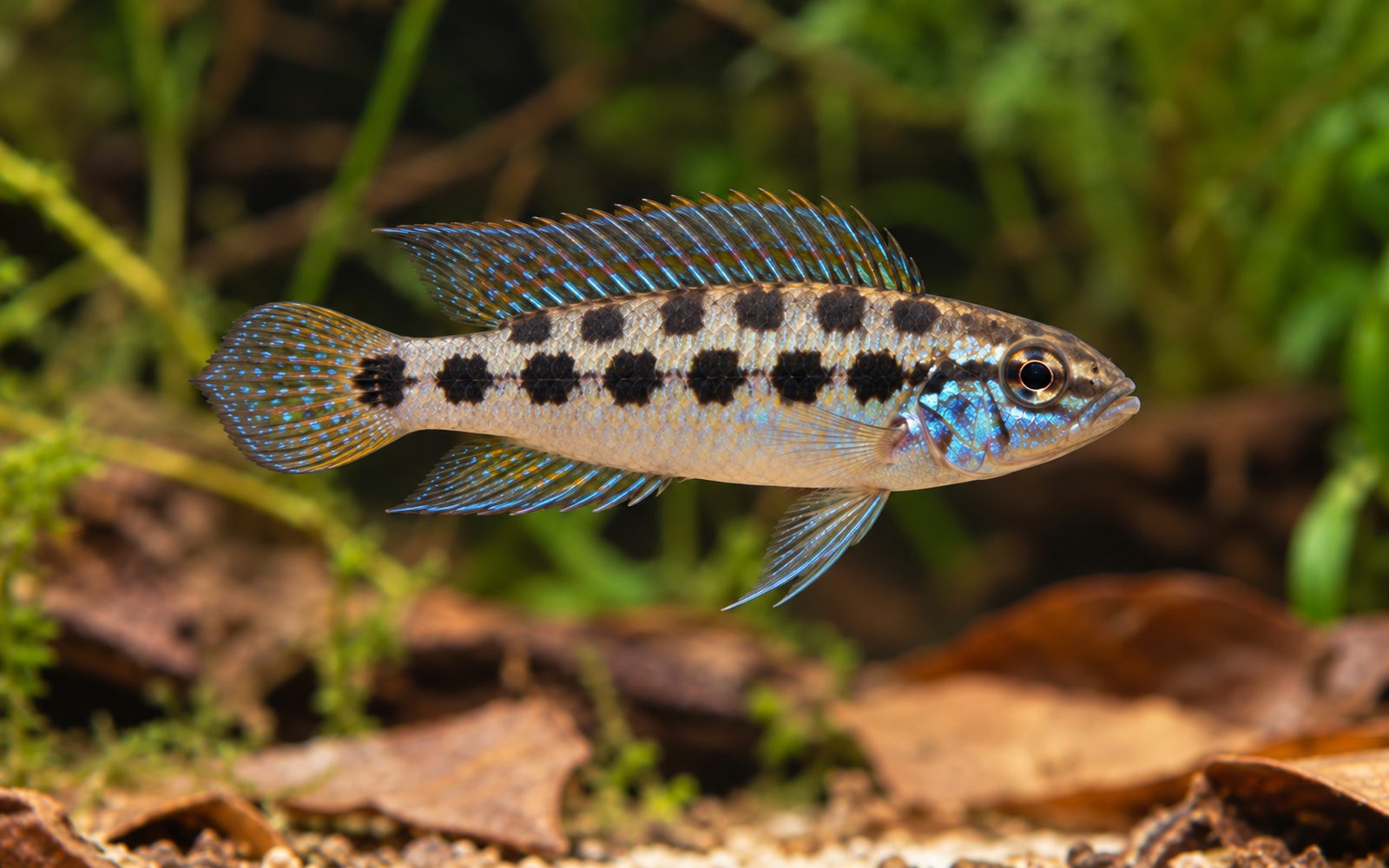 Dicrossus maculatus (Dicrossus maculatus)