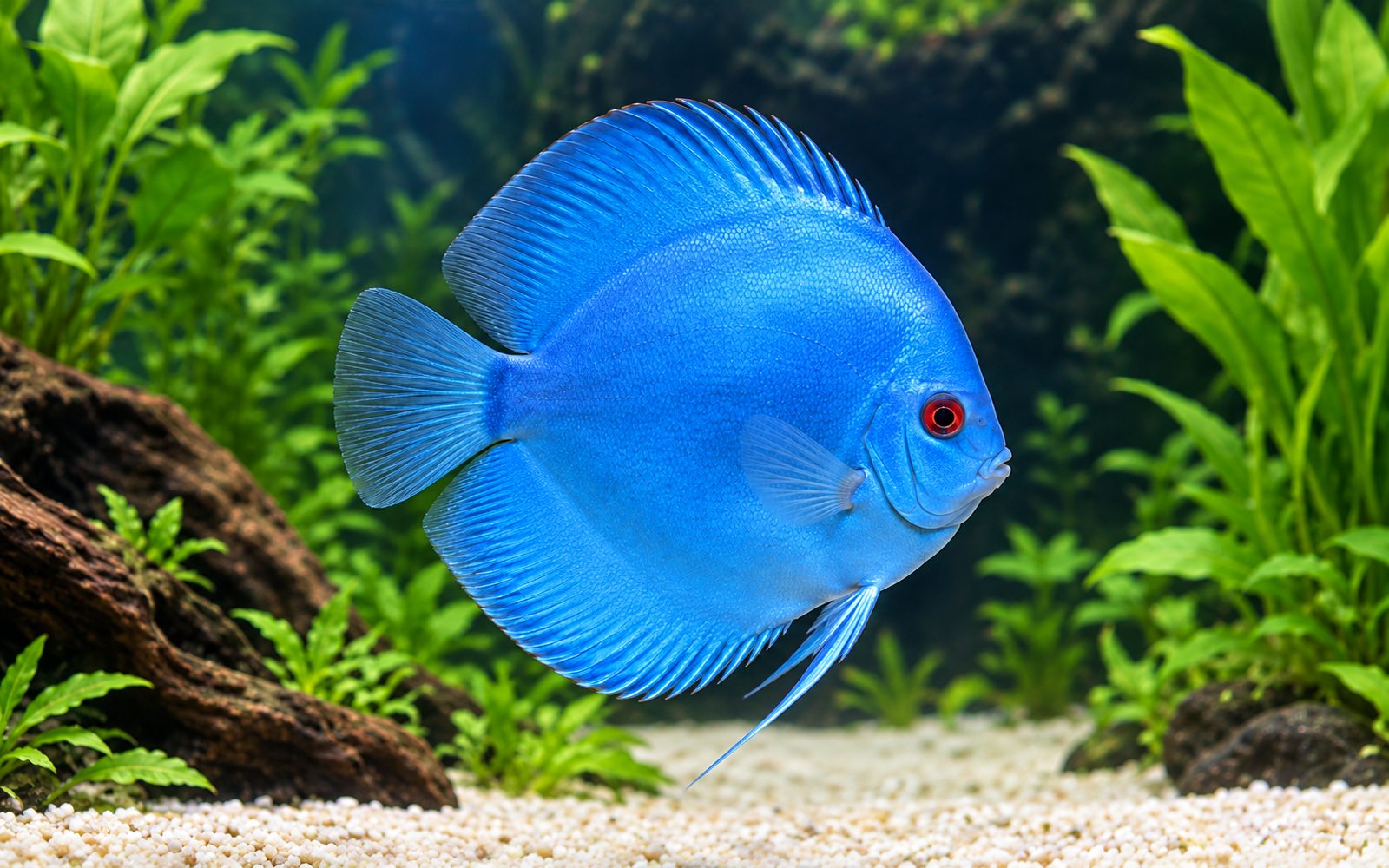 Discus — Variety: blue diamond