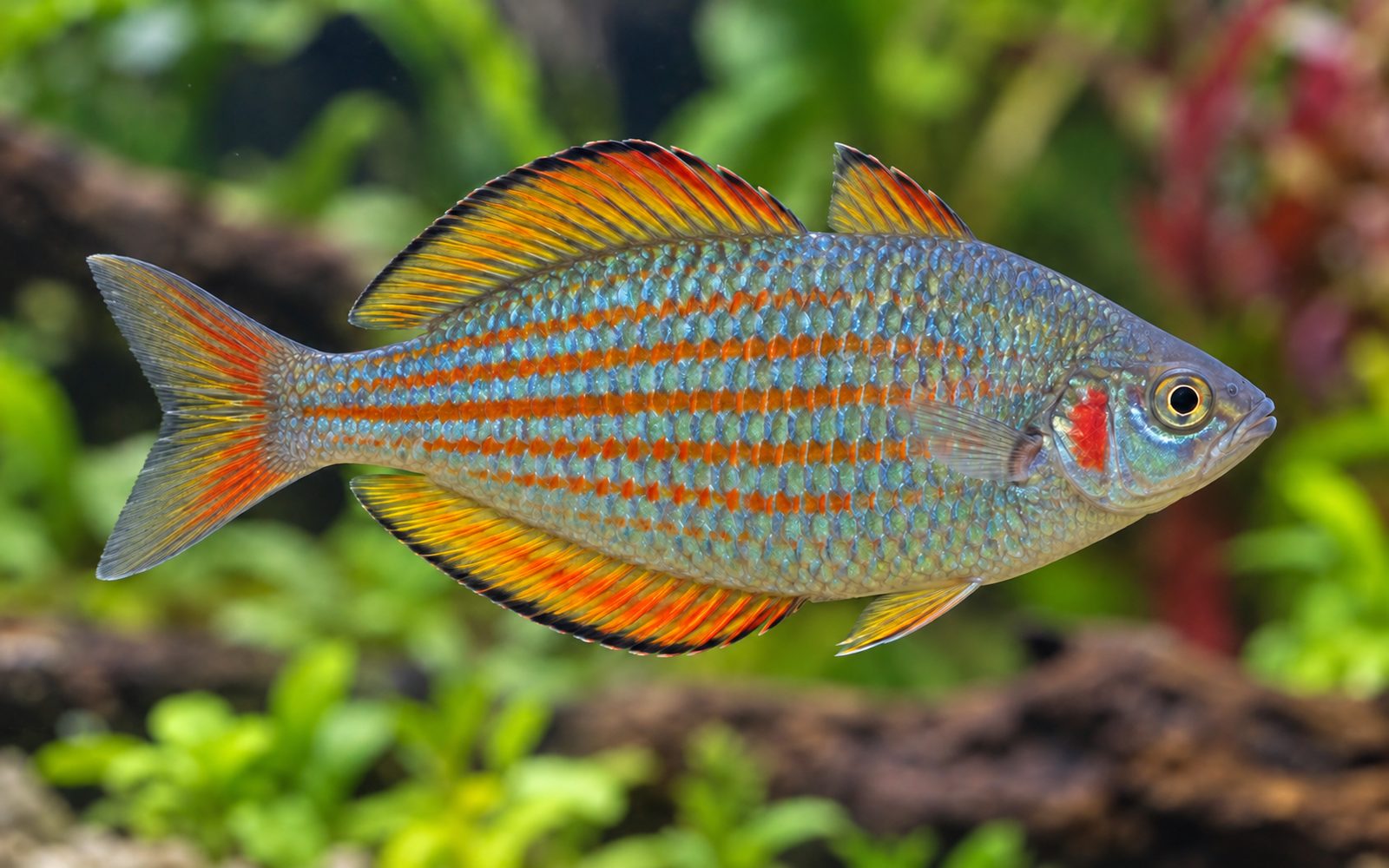 Doğu Gökkuşağı (Melanotaenia splendida)