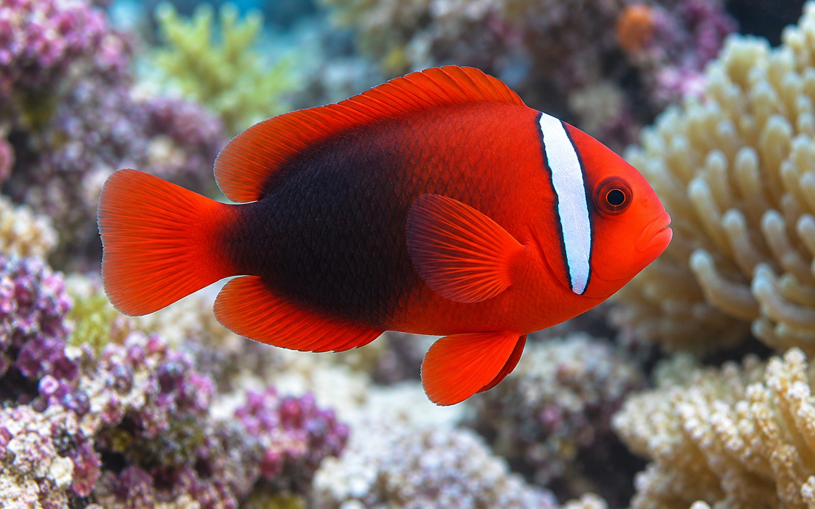 Domates Palyaço Balığı (Amphiprion frenatus)