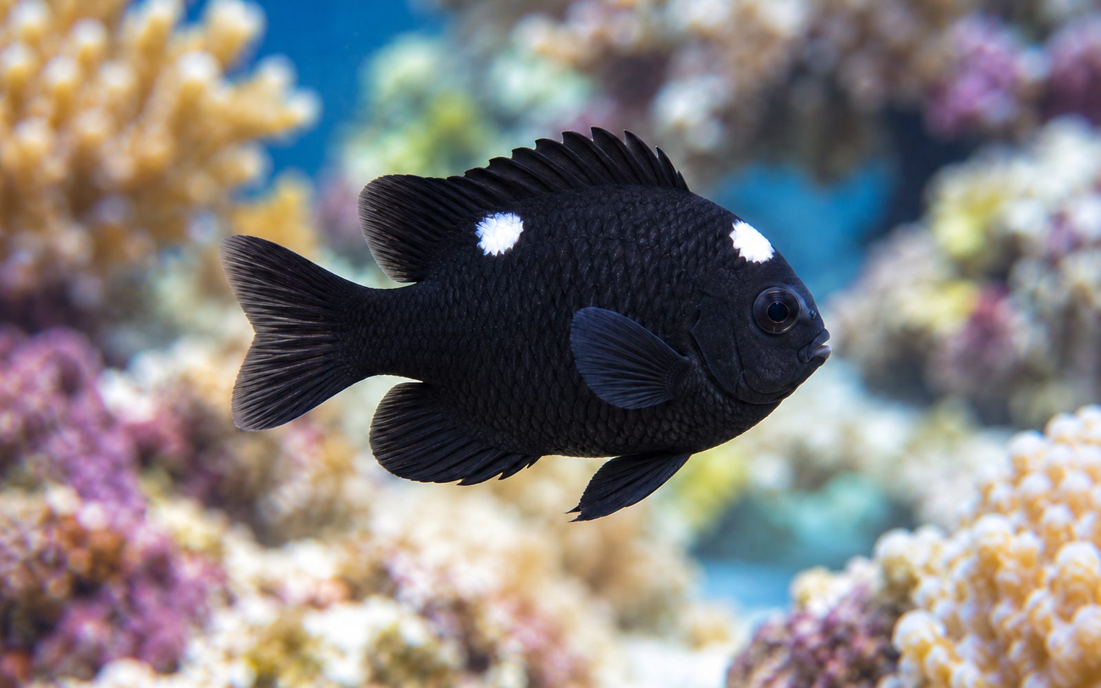Domino Damsel (Dascyllus trimaculatus)