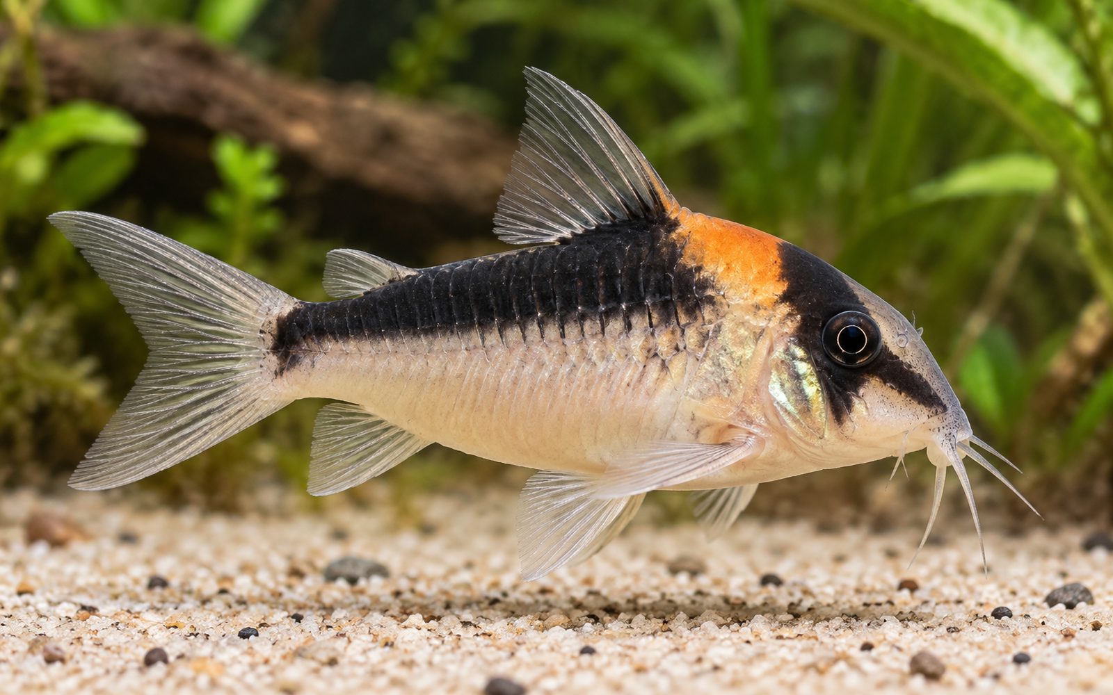 Duplicareus Corydoras (Corydoras duplicareus)