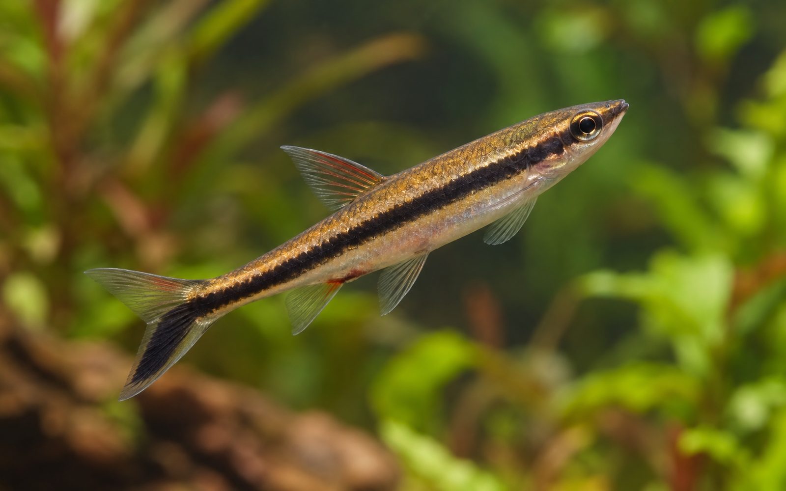 Eğik Yüzen Kalem Balığı (Nannostomus eques)