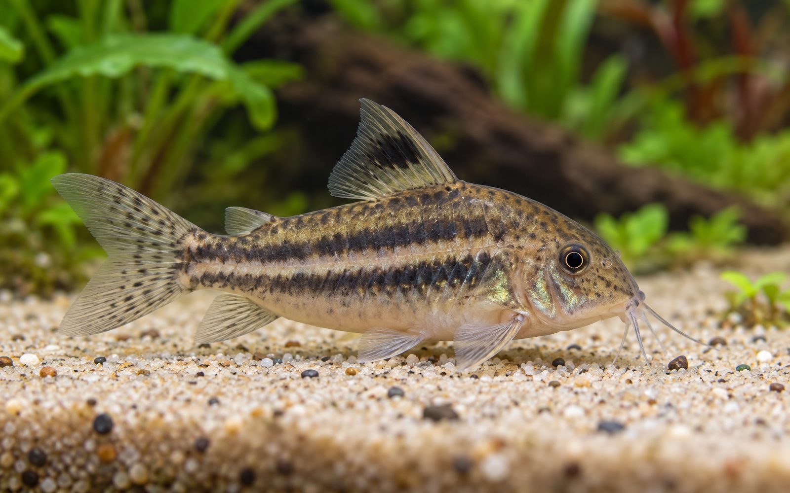 Elegans Corydoras (Corydoras elegans)