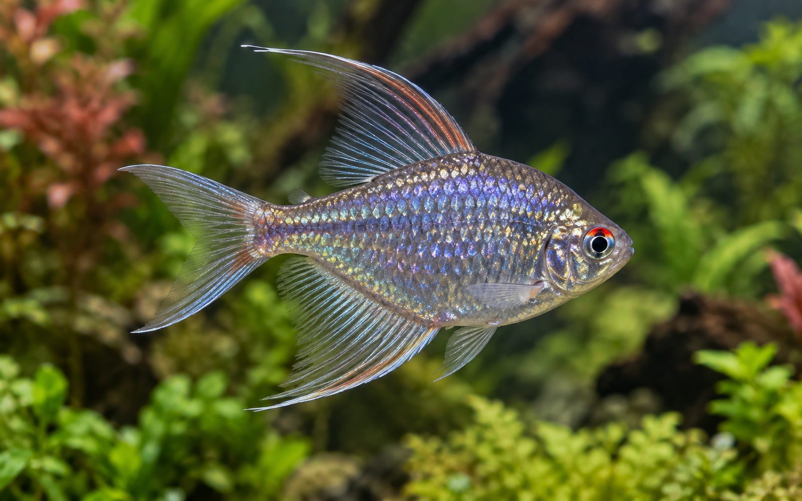 Elmas Tetra (Moenkhausia pittieri)