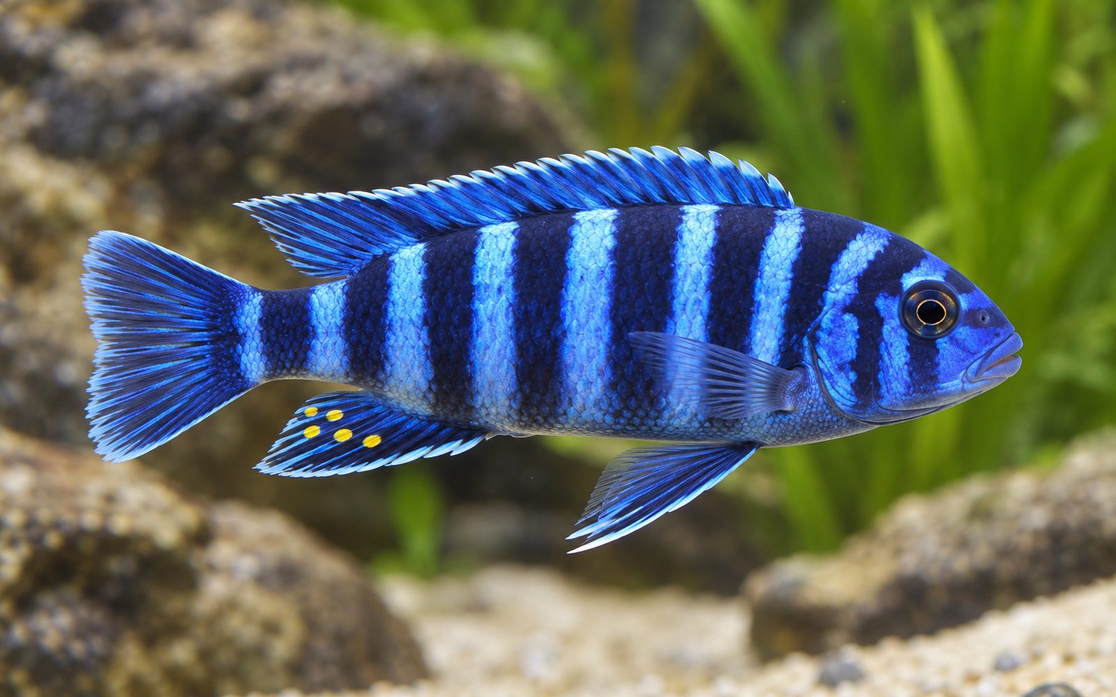 Elongatus (Chindongo elongatus)