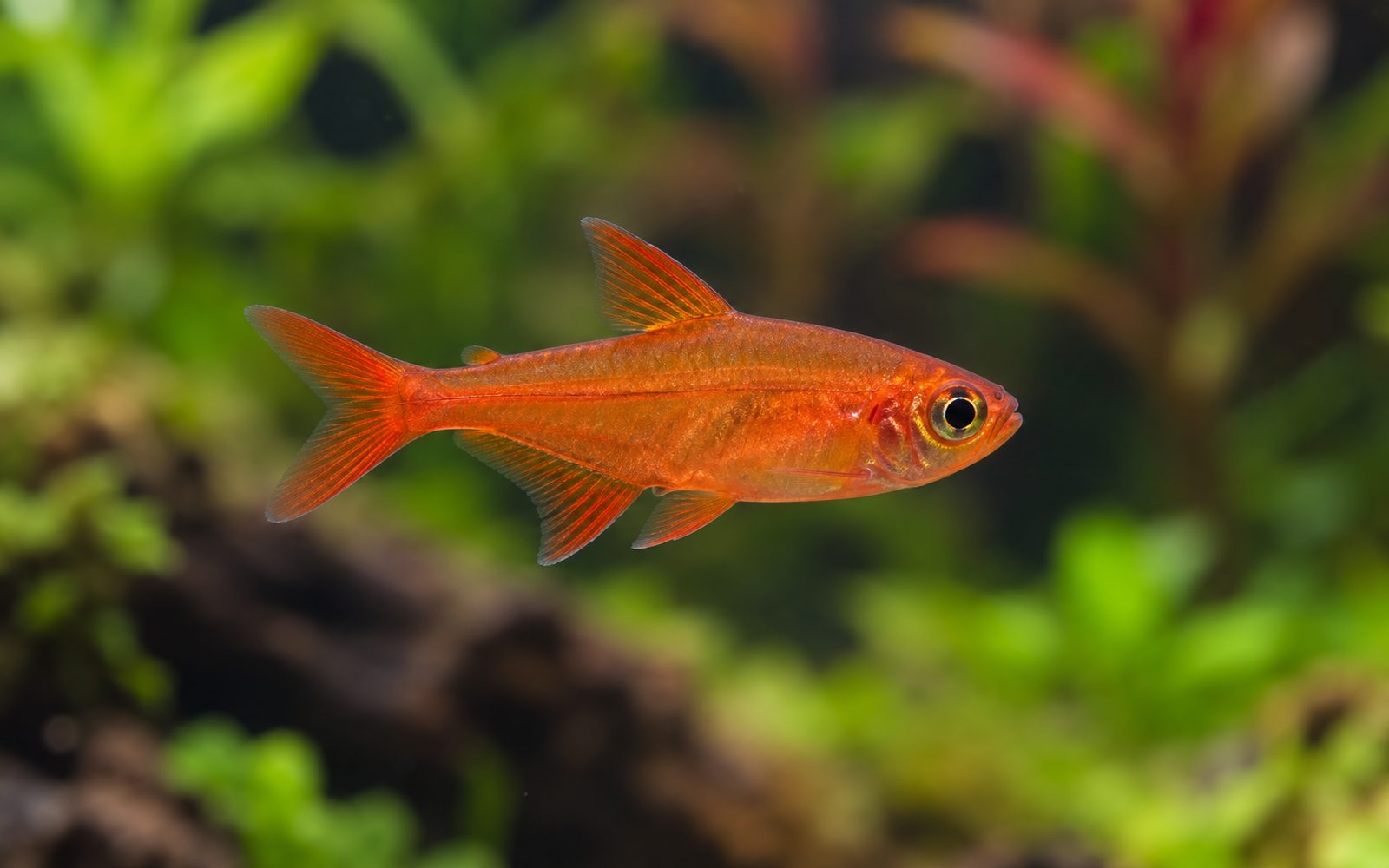 Ember Tetra (Hyphessobrycon amandae)