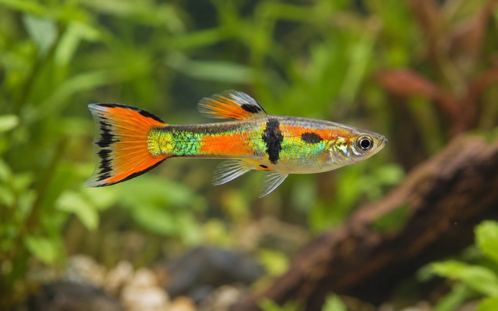 Endler (Poecilia wingei)