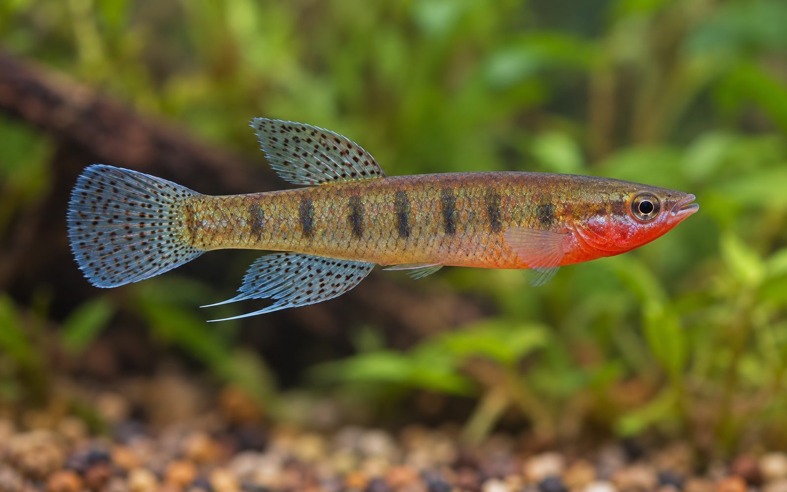 Epiplatys Dageti (Epiplatys dageti)