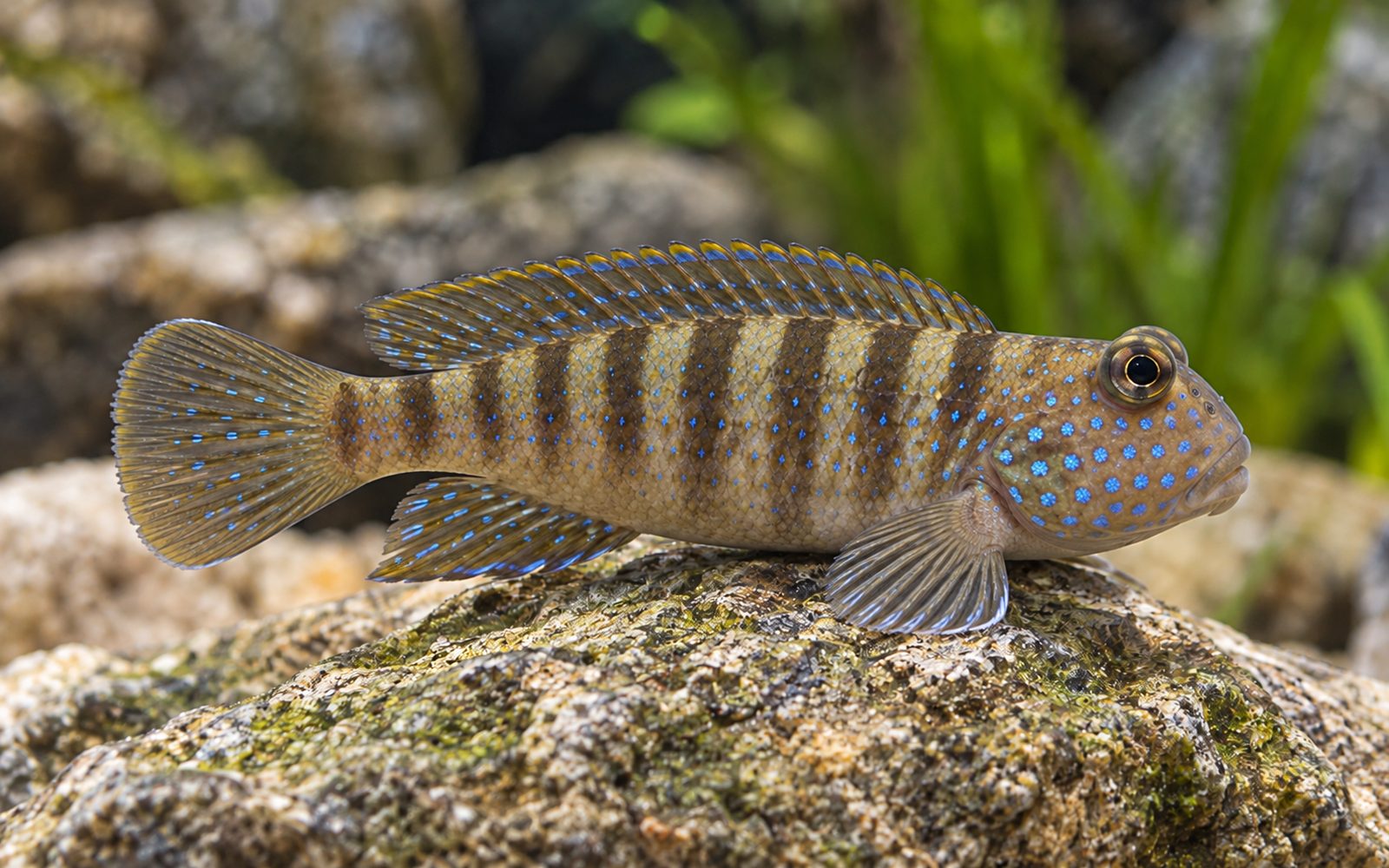 Eretmodus (Eretmodus cyanostictus)