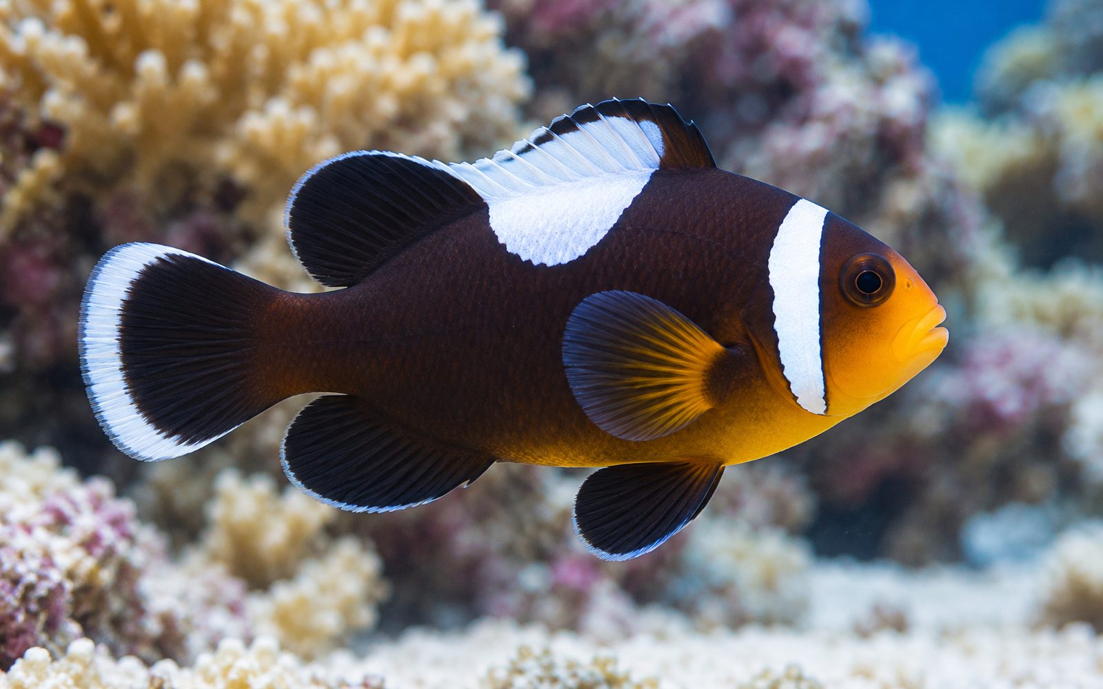Eyerli Palyaço Balığı (Amphiprion polymnus)