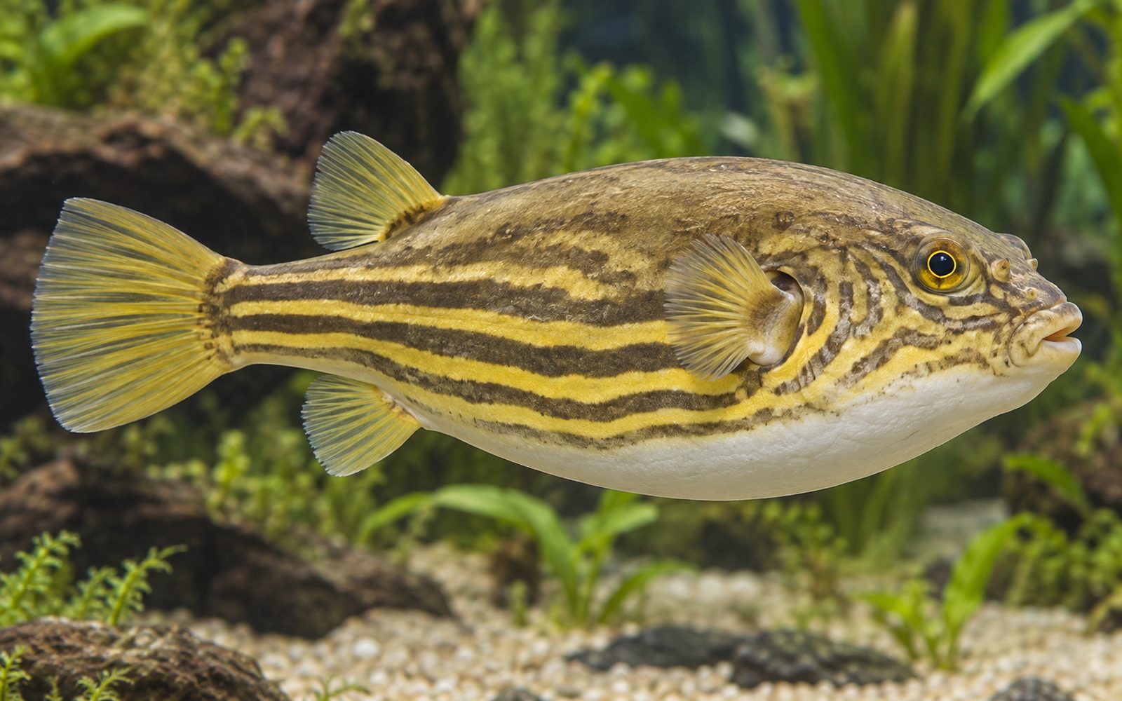 Fahaka Balon Balığı (Tetraodon lineatus)