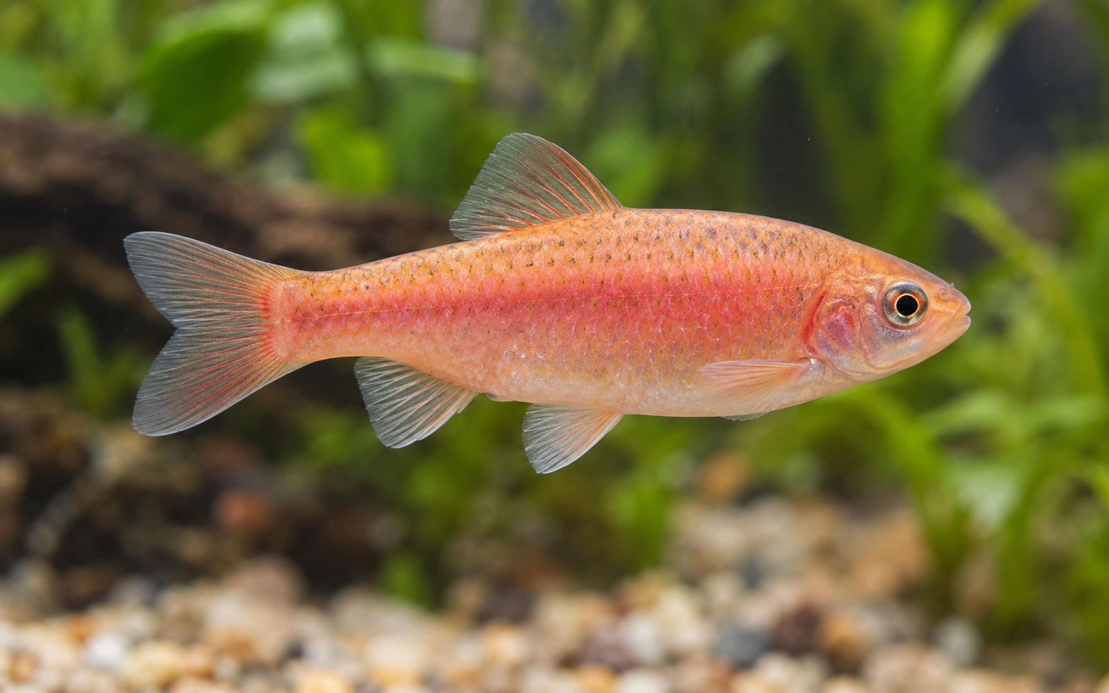 Fathead Minnow (Pimephales promelas)