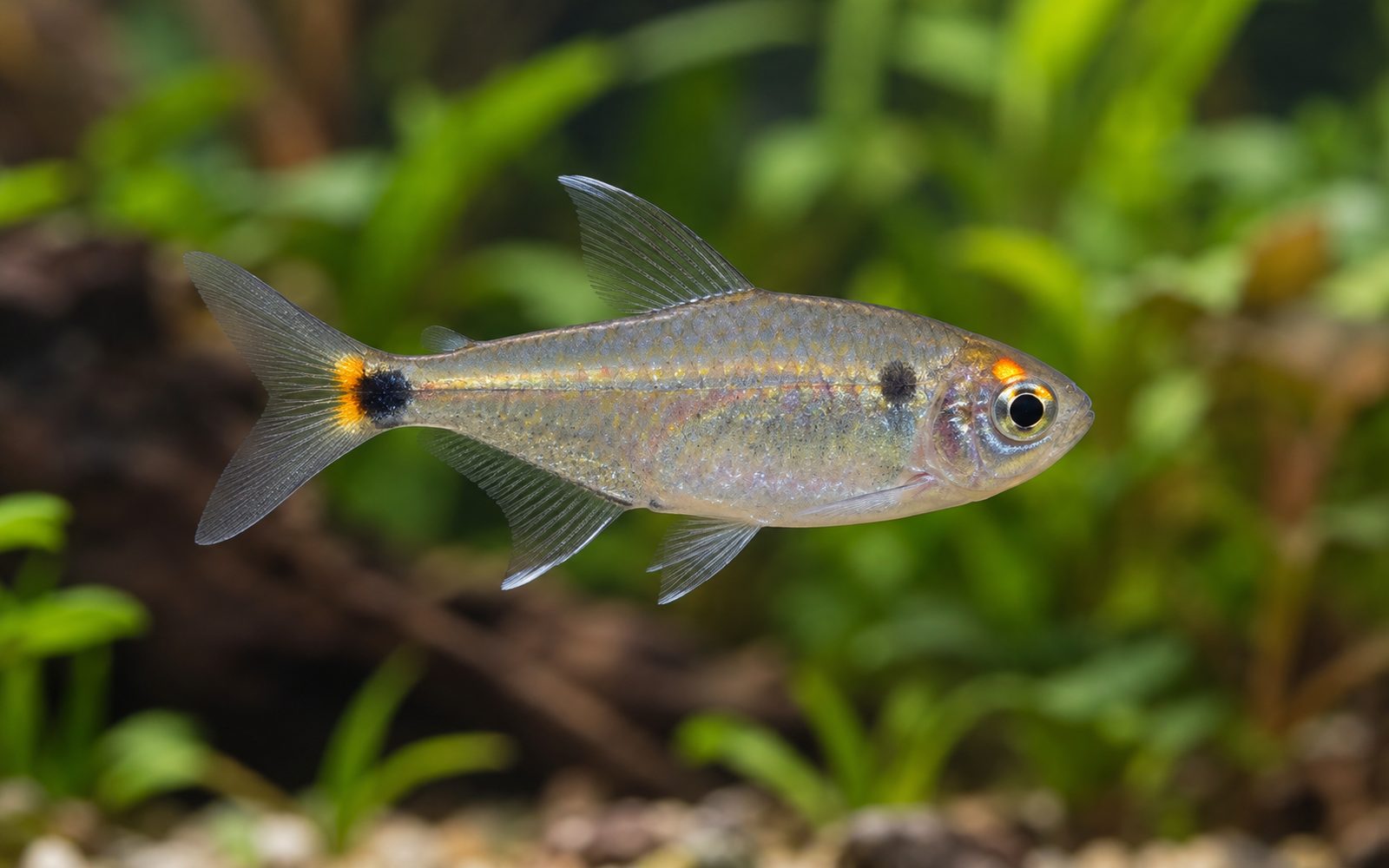 Fener Tetra (Hemigrammus ocellifer)
