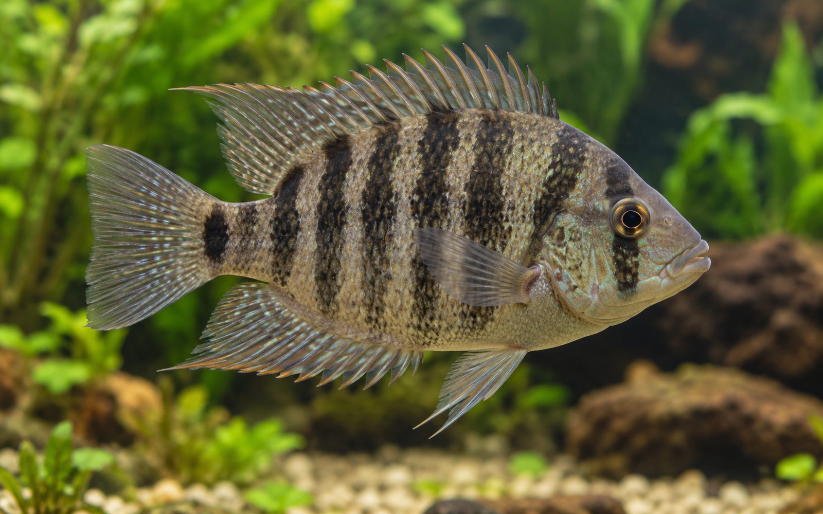 Flier Çiklit (Archocentrus centrarchus)