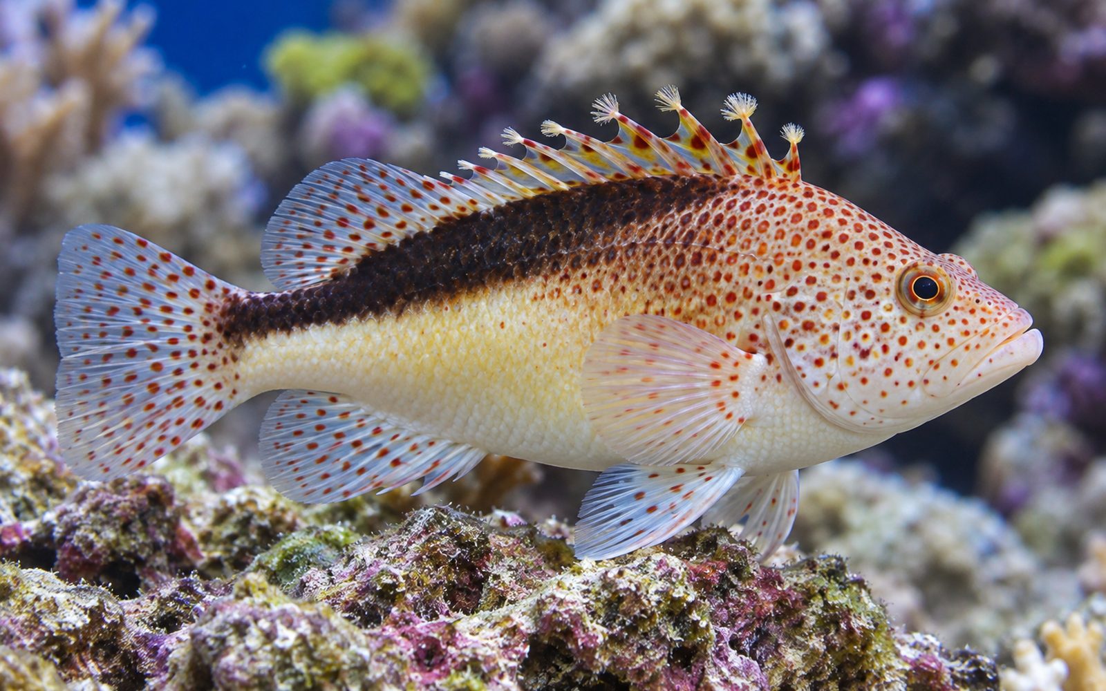 Forster Hawkfish (Paracirrhites forsteri)