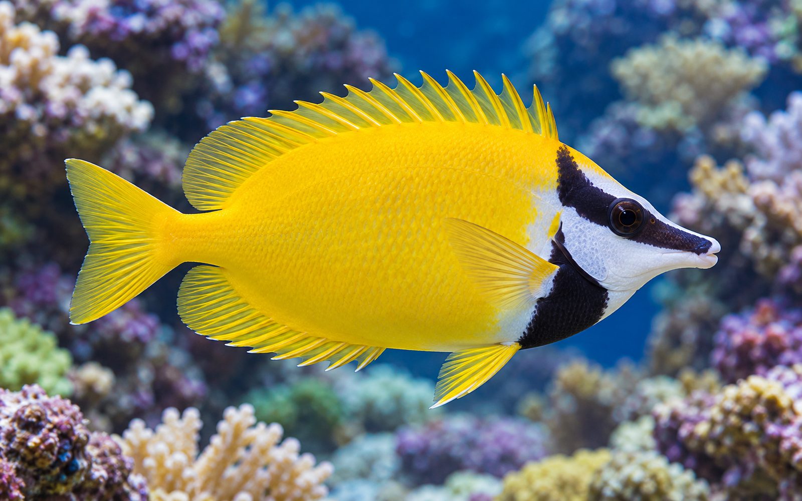 Foxface (Siganus vulpinus)