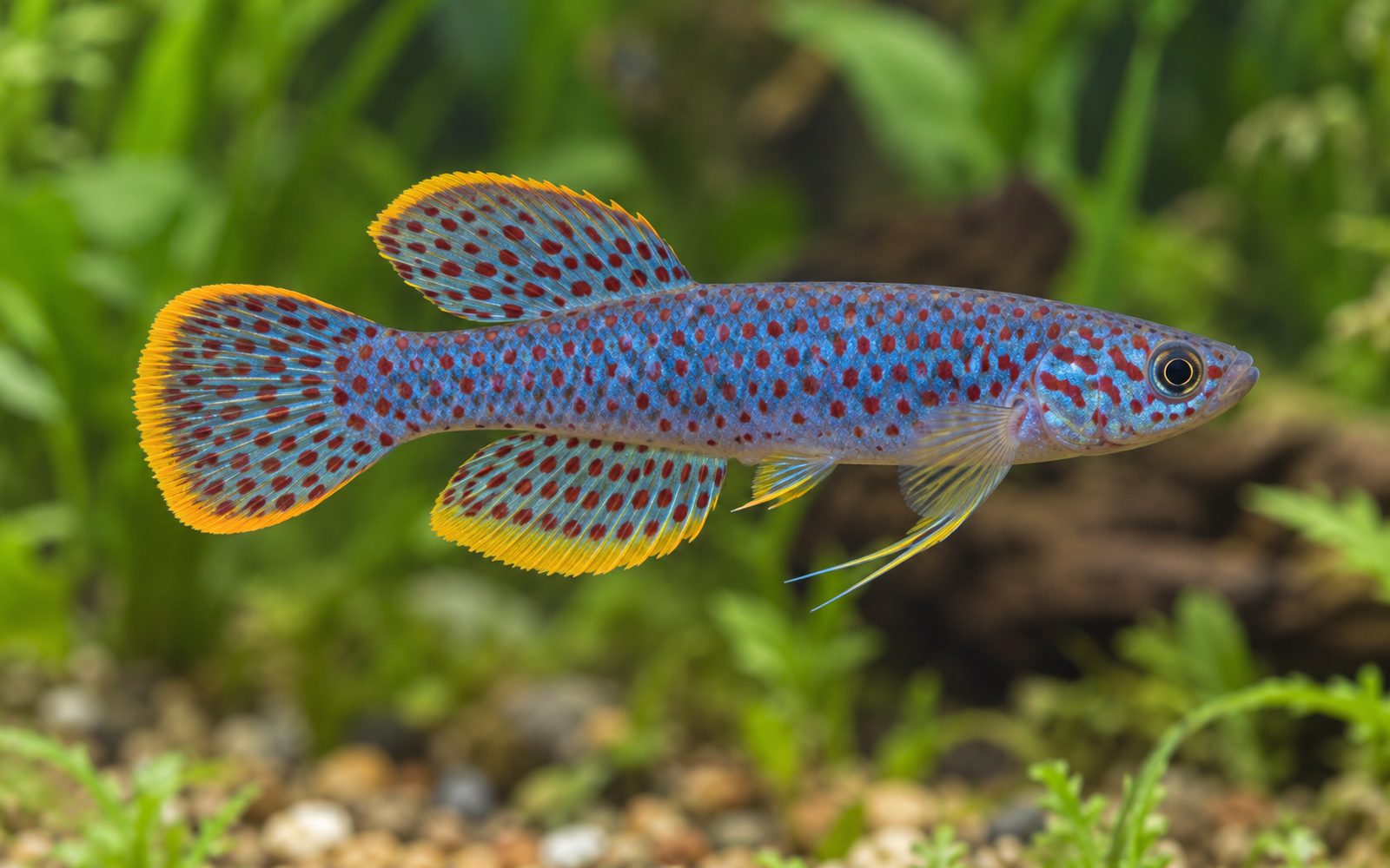 Fundulopanchax Gardneri (Fundulopanchax gardneri)