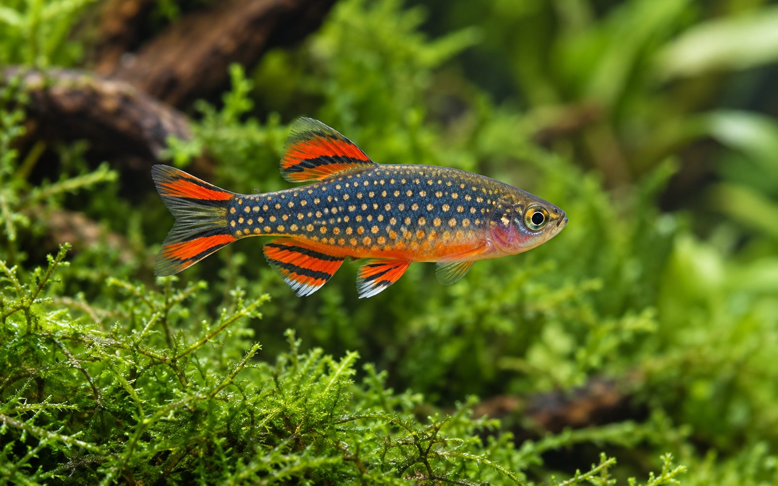 Galaksi Rasbora (Danio margaritatus)