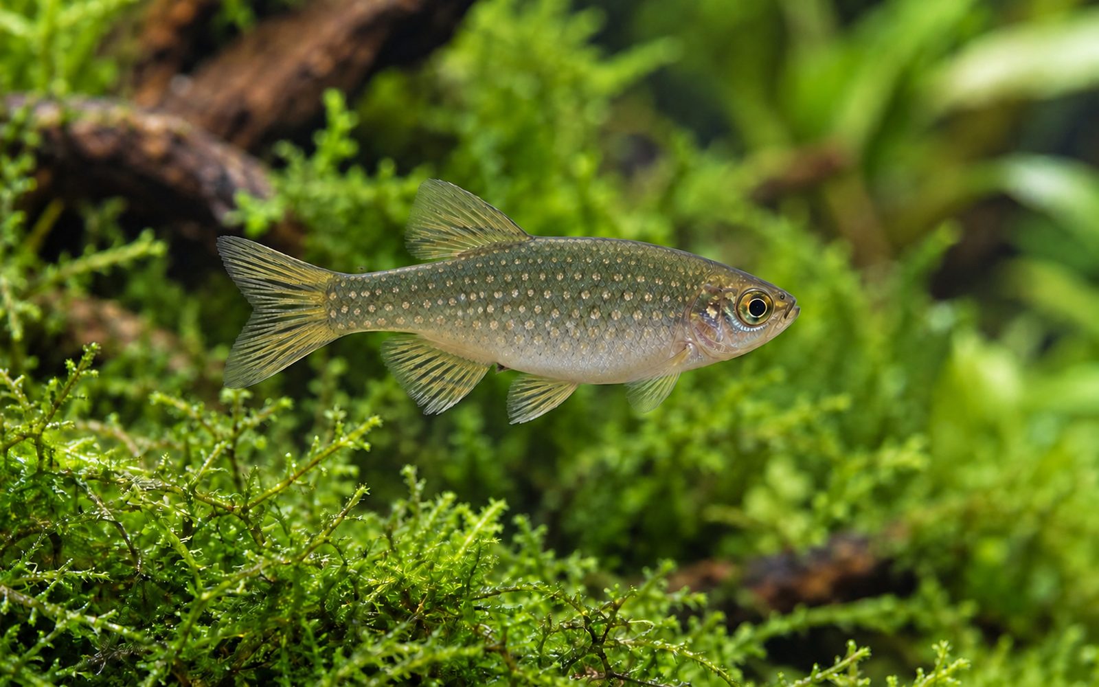 Celestial Pearl Danio — Female
