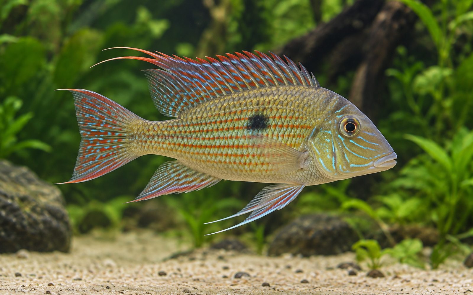 Geophagus Surinamensis (Geophagus surinamensis)