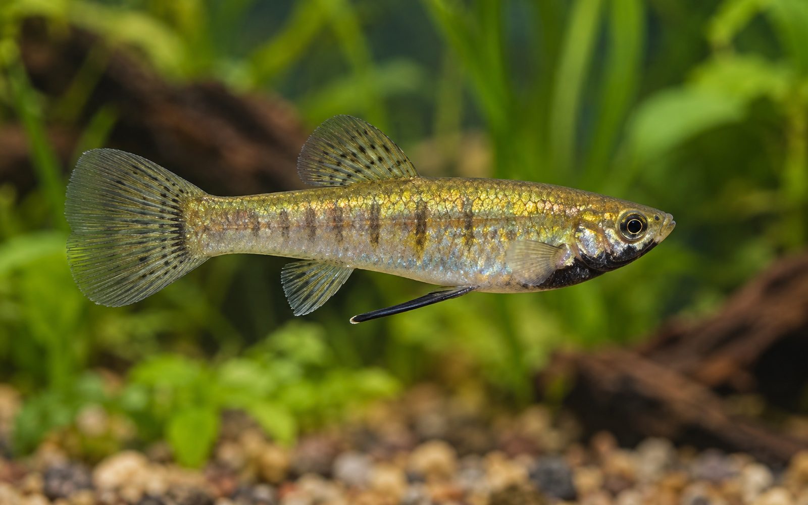 Girardinus (Girardinus metallicus)