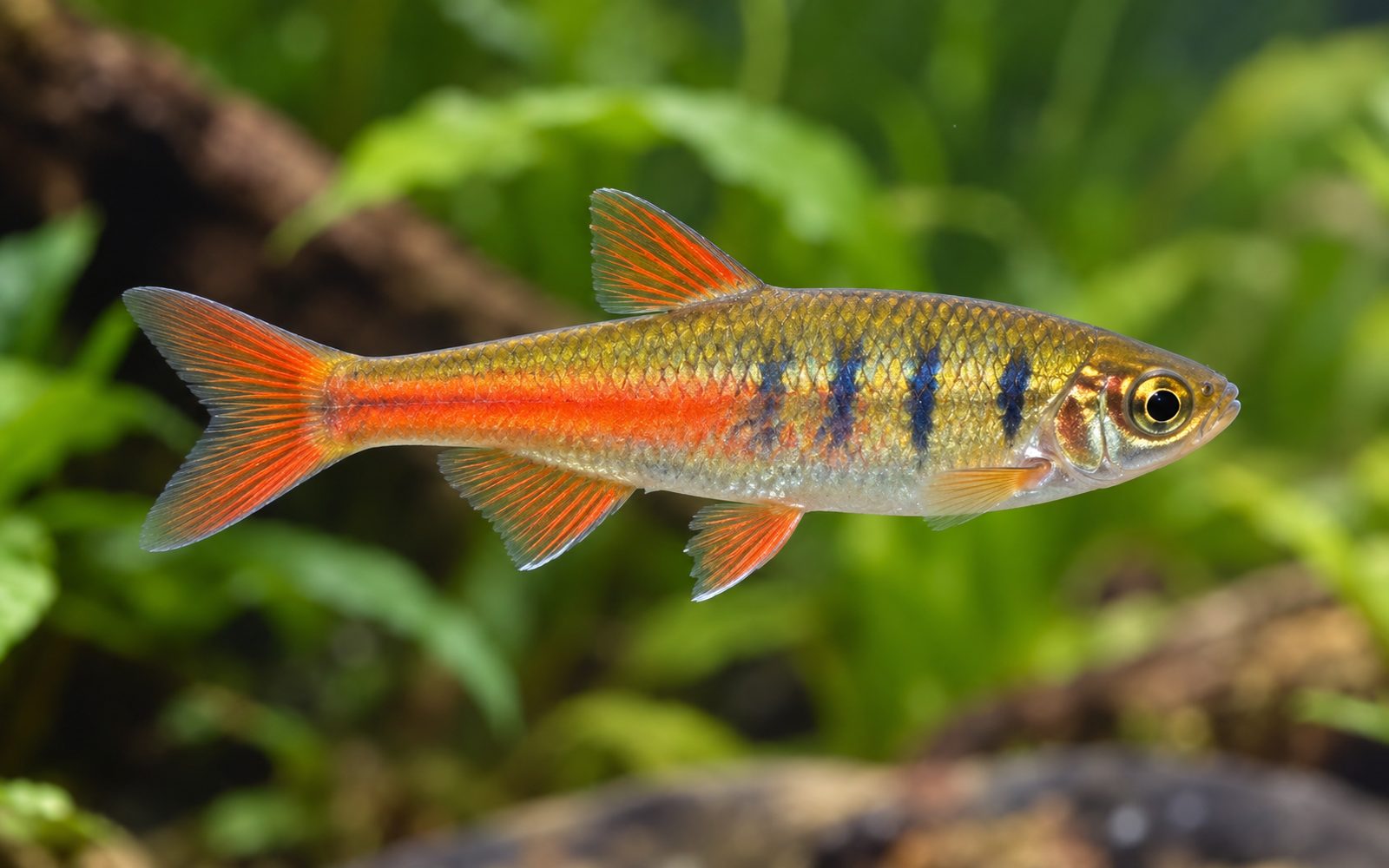 Glowlight Danio (Danio choprae)