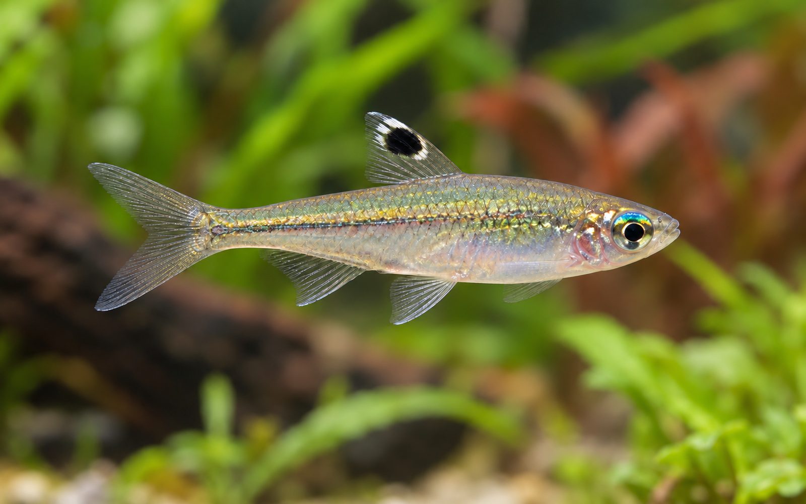 Göz Benekli Rasbora (Brevibora dorsiocellata)