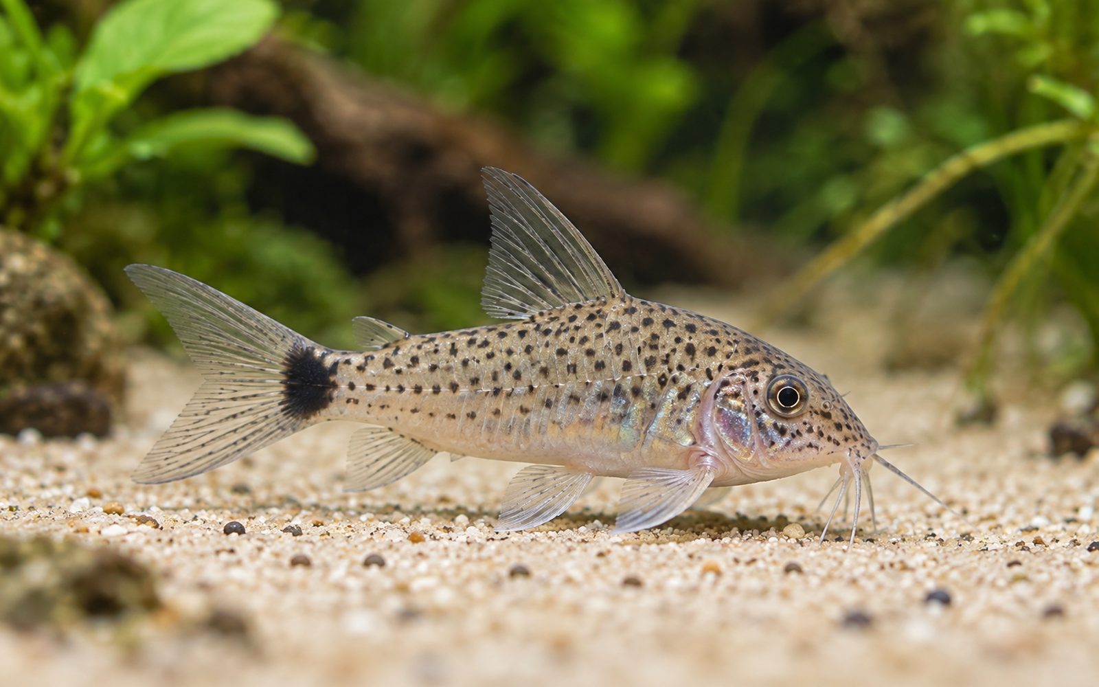 Guapore Corydoras (Corydoras guapore)