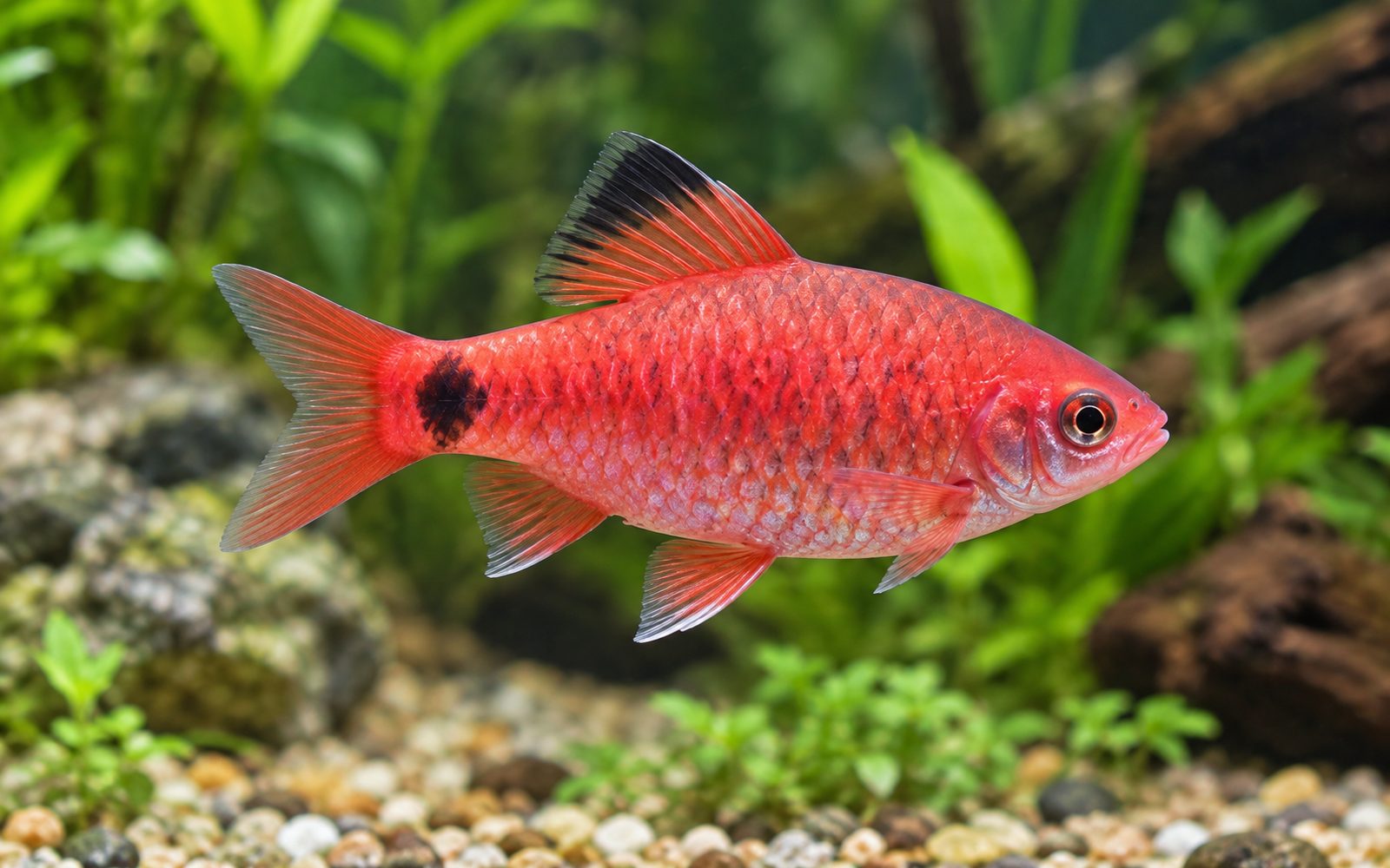 Gül Barbı (Pethia conchonius)