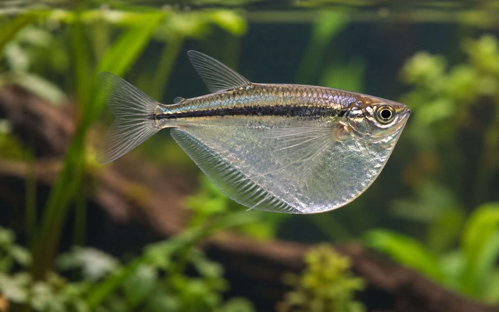 Gümüş Balta Balığı (Gasteropelecus sternicla)