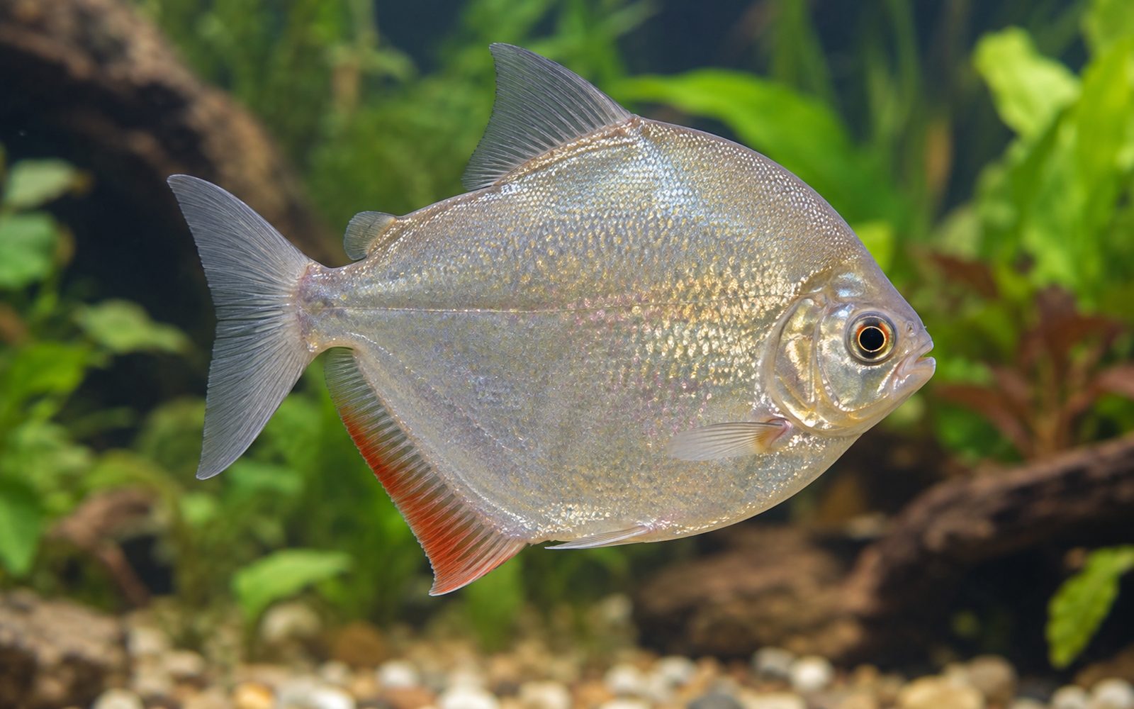 Gümüş Dolar (Metynnis argenteus)