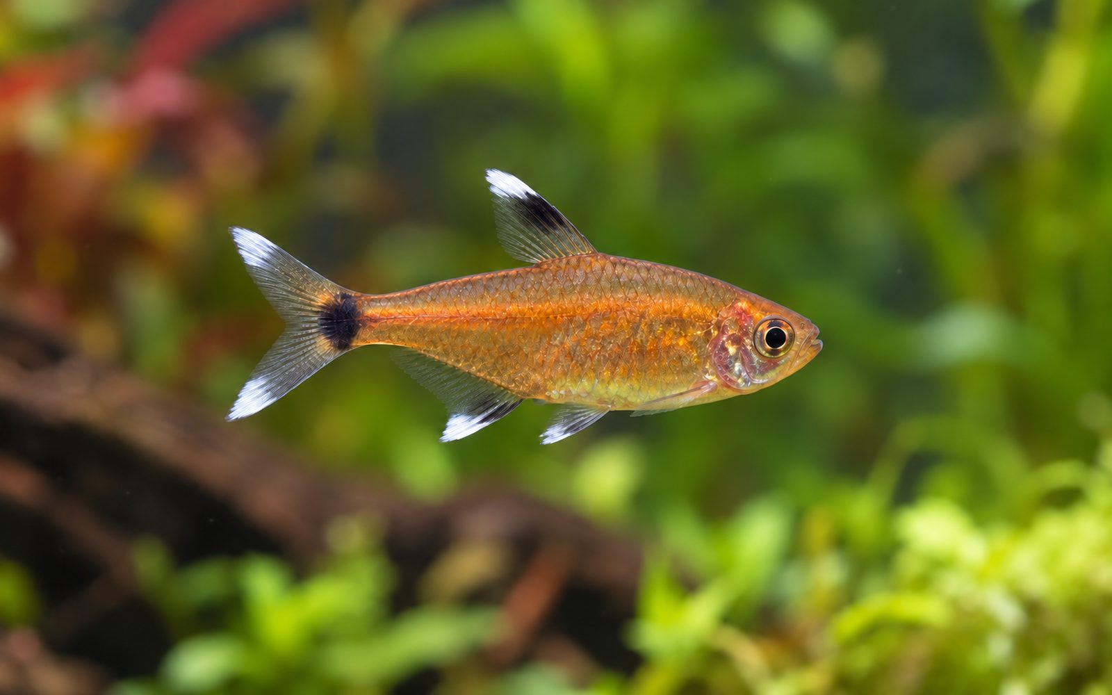 Gümüş Uçlu Tetra (Hasemania nana)