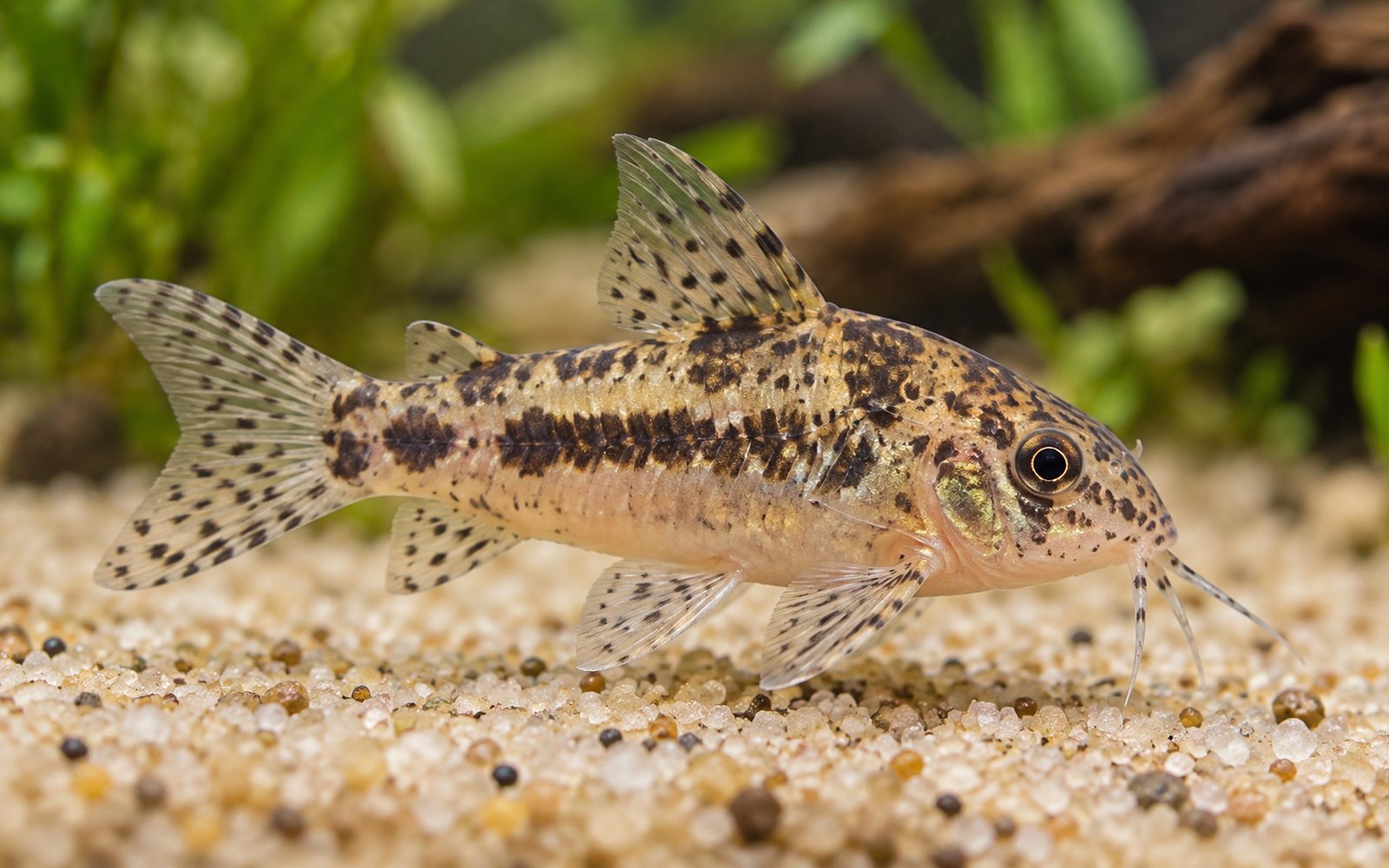 Habrosus Corydoras (Corydoras habrosus)