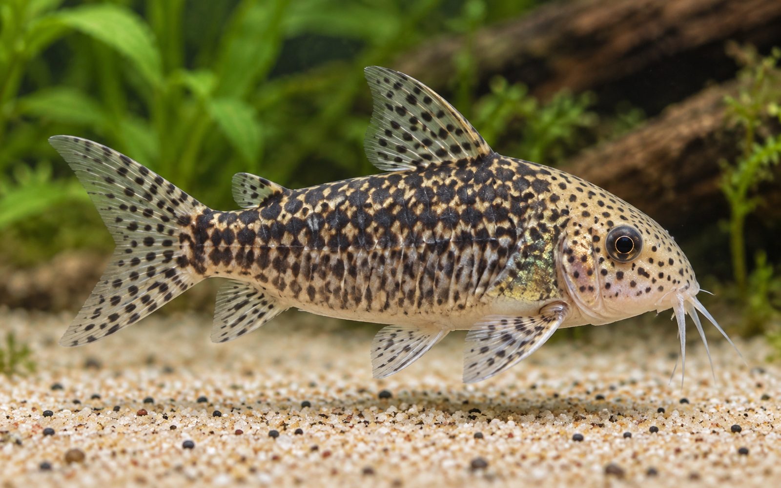 Haraldschultzi Corydoras (Corydoras haraldschultzi)
