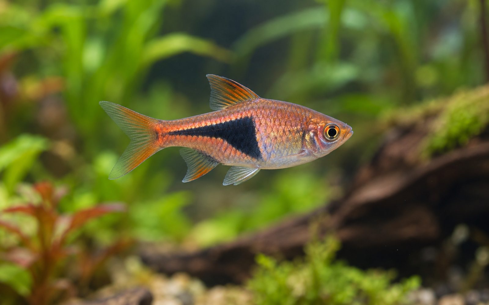 Harlekin Rasbora (Trigonostigma heteromorpha)
