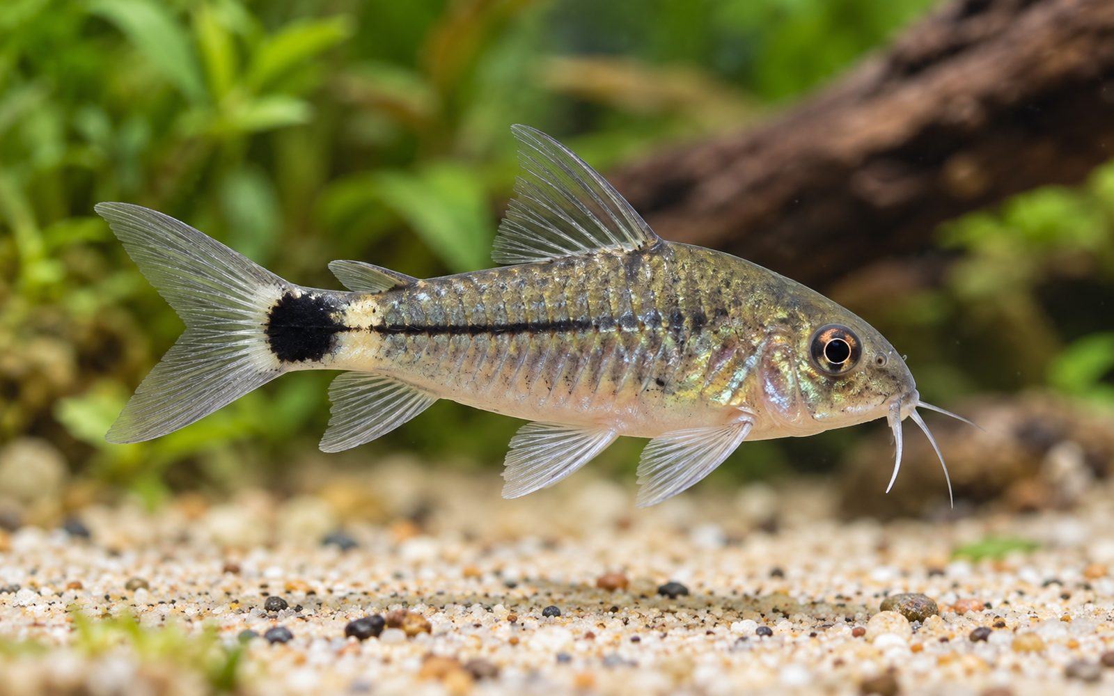 Hastatus Corydoras (Corydoras hastatus)
