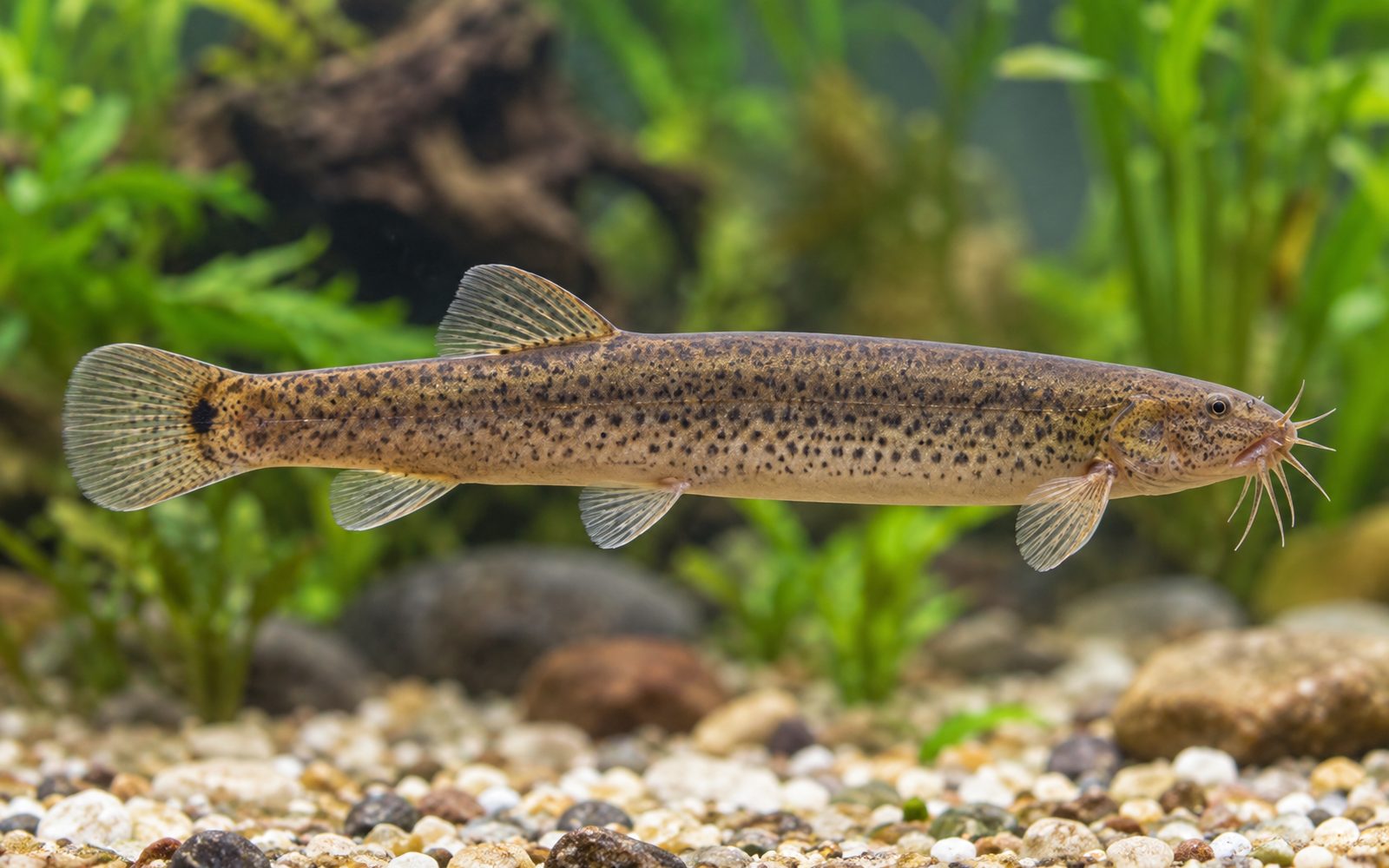 Hava Durumu Balığı (Misgurnus anguillicaudatus)