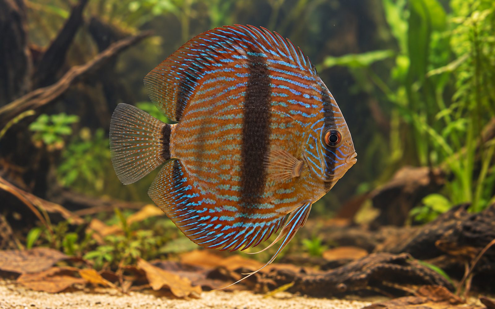 Heckel Discus (Symphysodon discus)