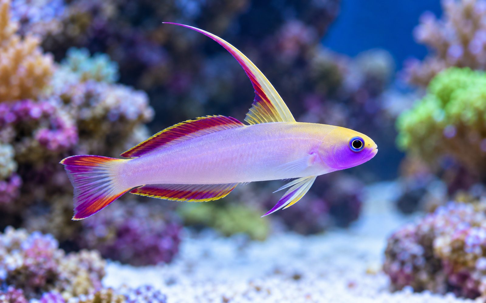 Helfrich Ateş Gobisi (Nemateleotris helfrichi)