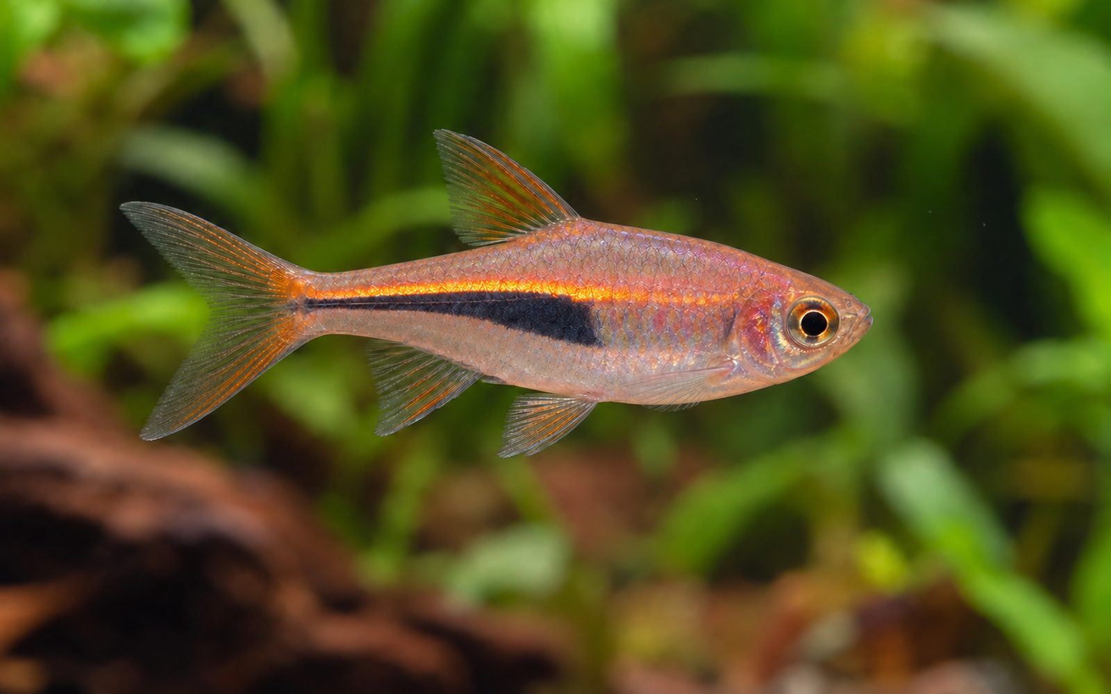 Hengeli Rasbora (Trigonostigma hengeli)