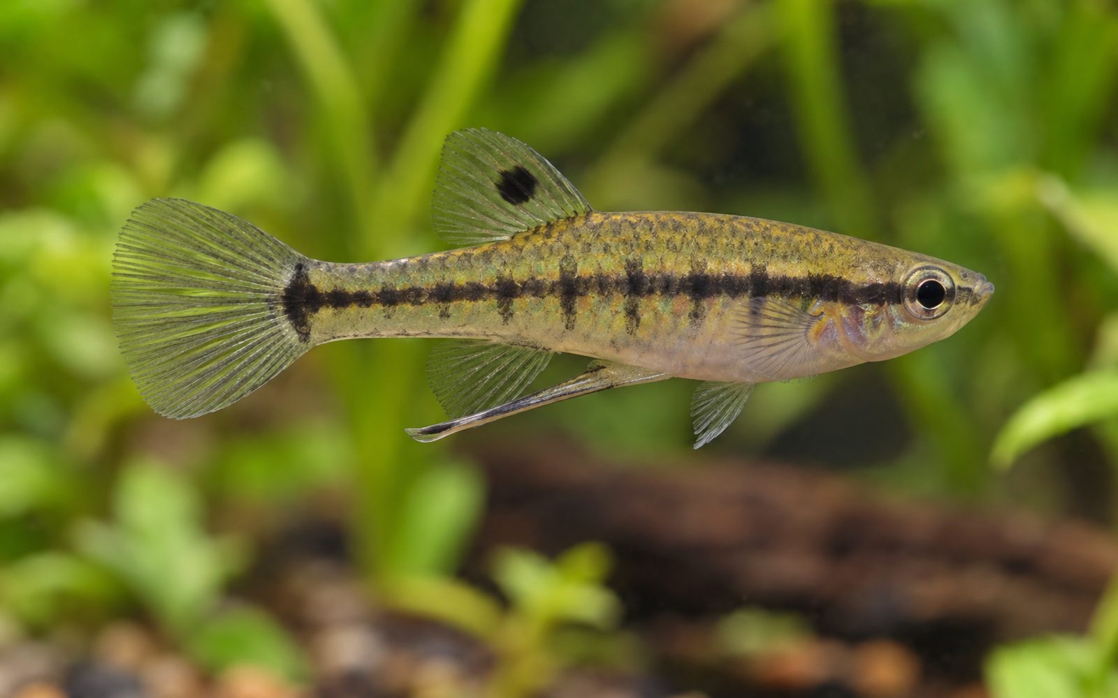 Heterandria Formosa (Heterandria formosa)