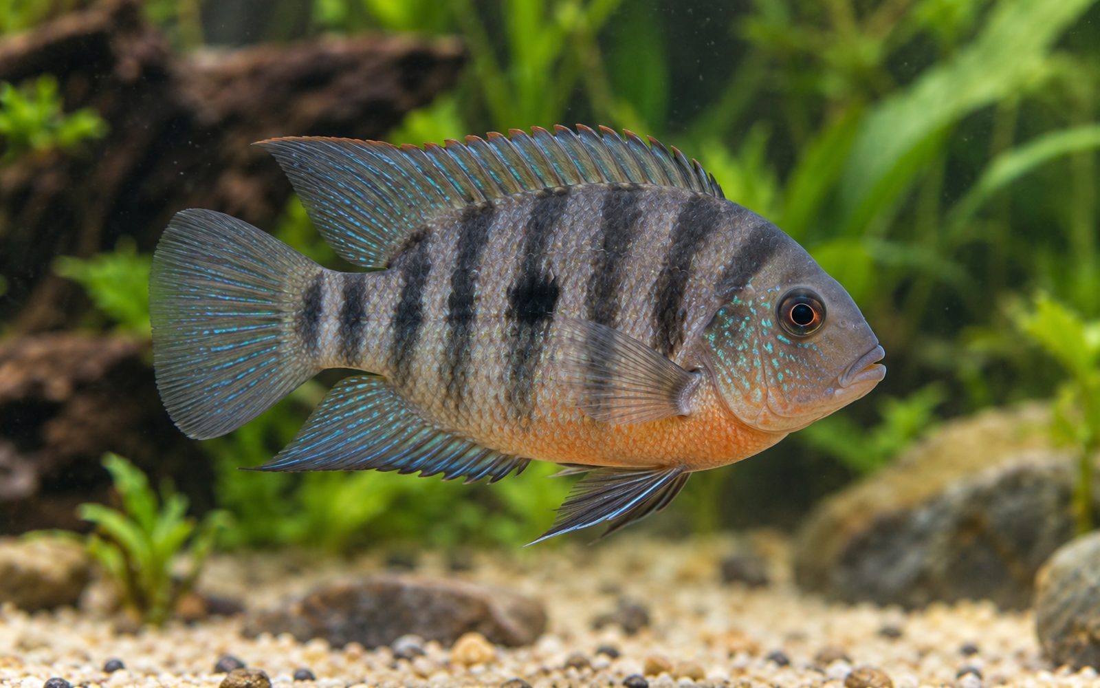 Honduran Red Point (Amatitlania siquia)