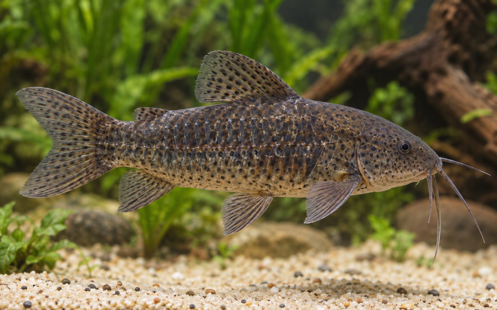 Hoplo (Hoplosternum littorale)